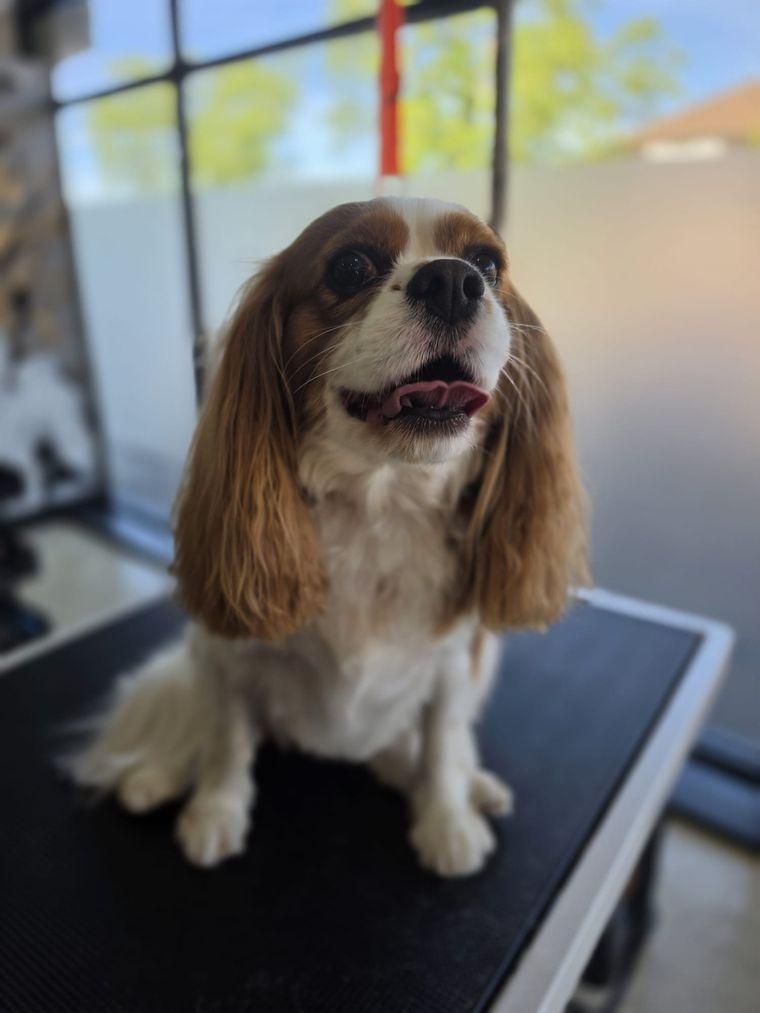 Freshly groomed Cavalier King Charles Spaniel at Relax and Wag