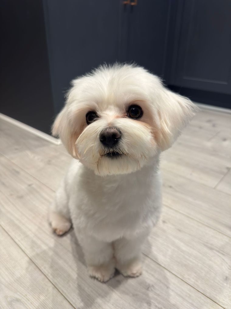 Freshly groomed Maltese at Relax and Wag Dog Grooming Spa