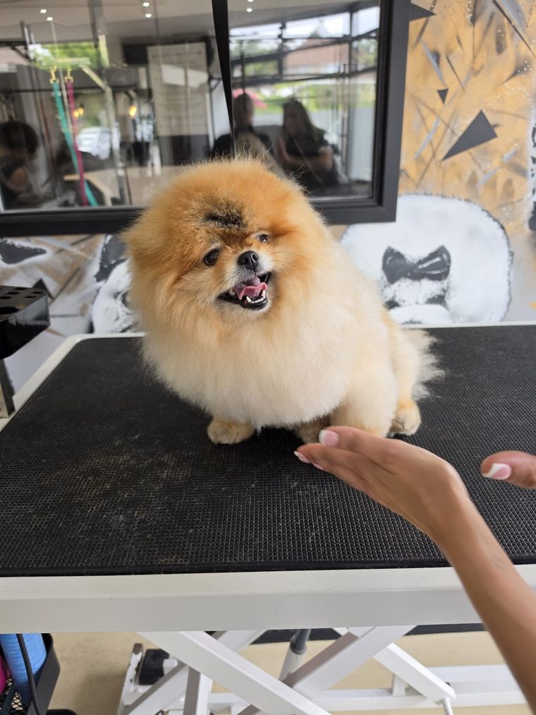 Freshly groomed Pomeranian at Relax and Wag Dog Grooming Spa