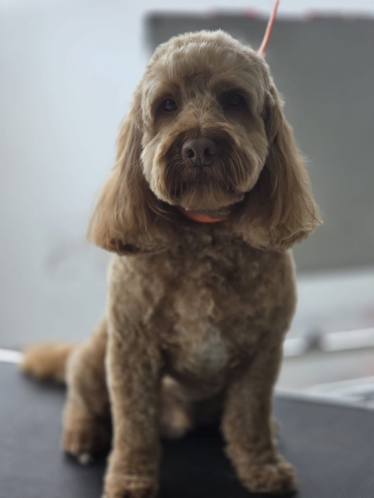 Freshly groomed cockapoo at Relax and Wag Dog Grooming Spa