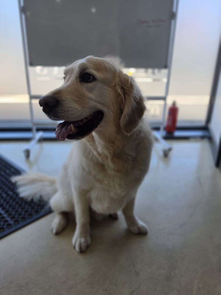Freshly groomed Golden Retriever at Relax and Wag Dog Grooming Spa