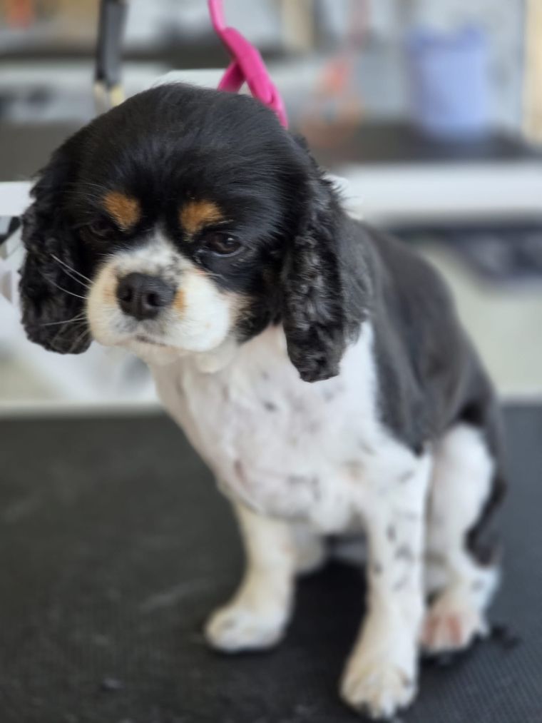 Freshly groomed Cavalier King Charles Spaniel at Relax and Wag